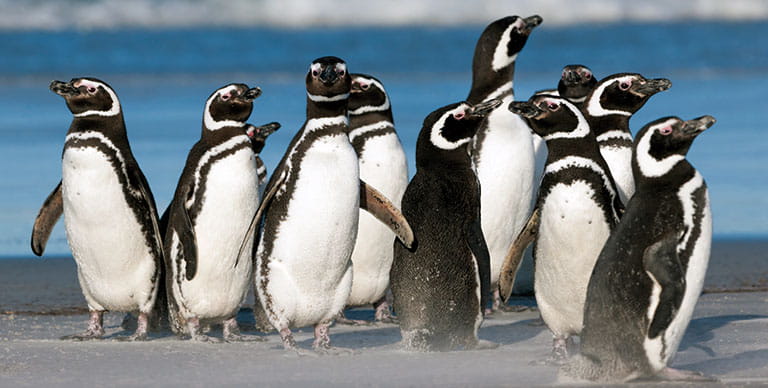A group of Magellanic Penguins
